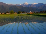 Rice Fields and the Japan Alps